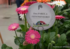 This is the Garvinea from Florist Holland and is a real outdoor plant and is the first one that has a dubbel flower.